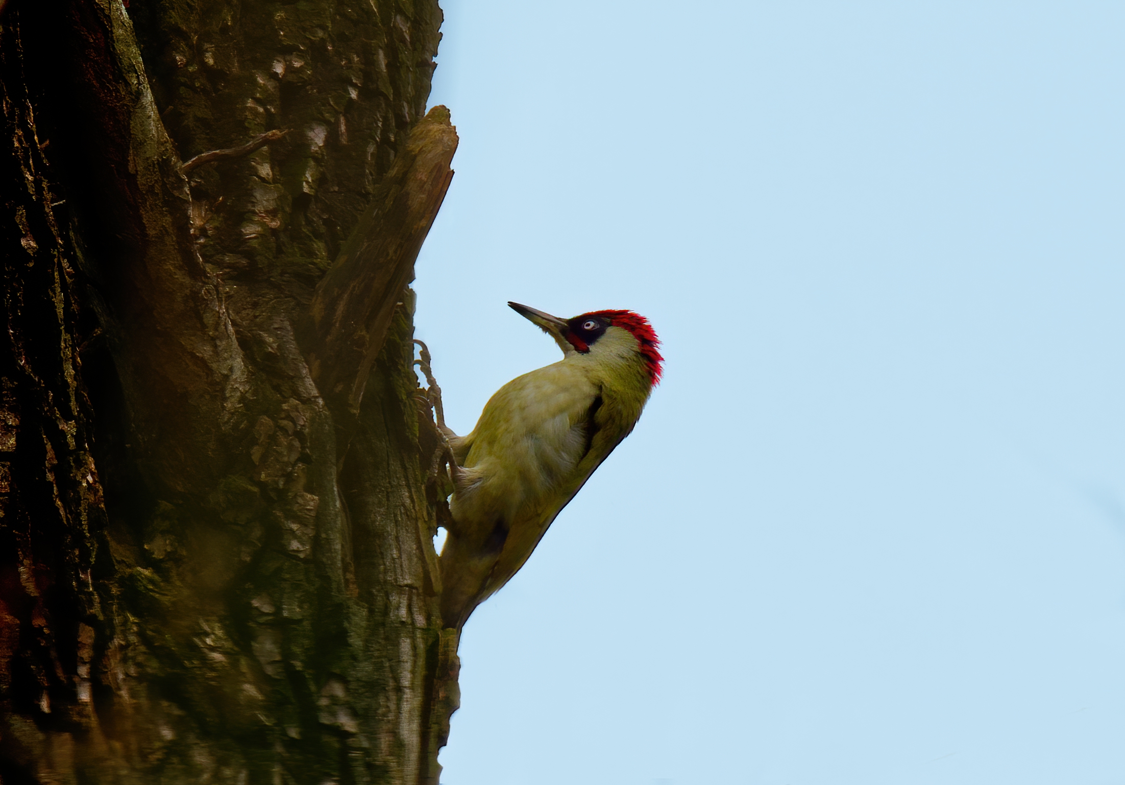 Male green woodpecker...