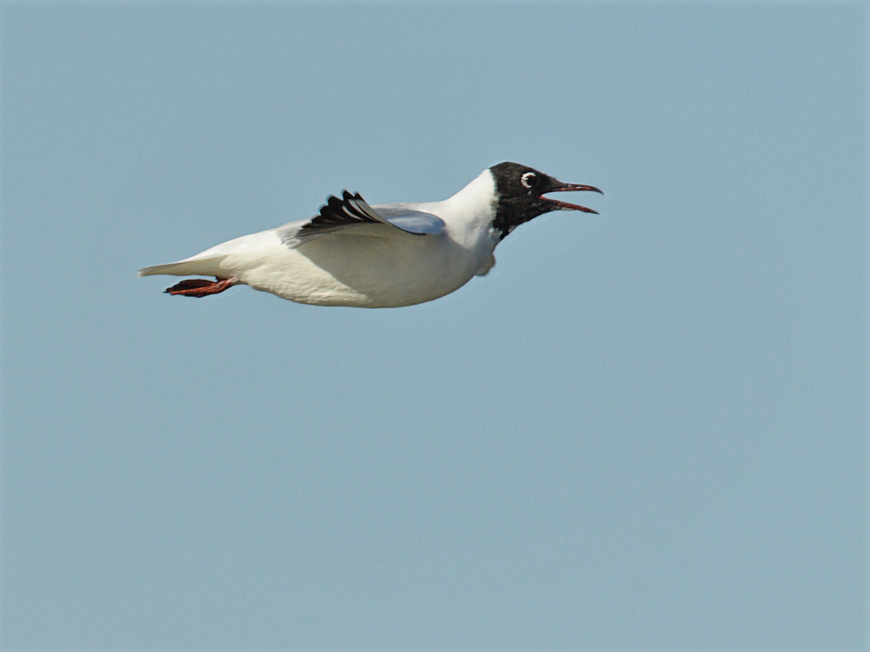 seagull or flying penguin?...