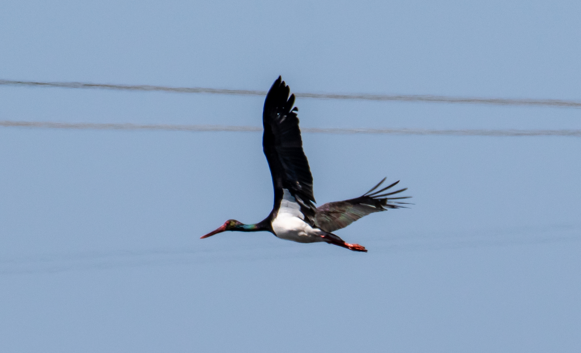 black stork...