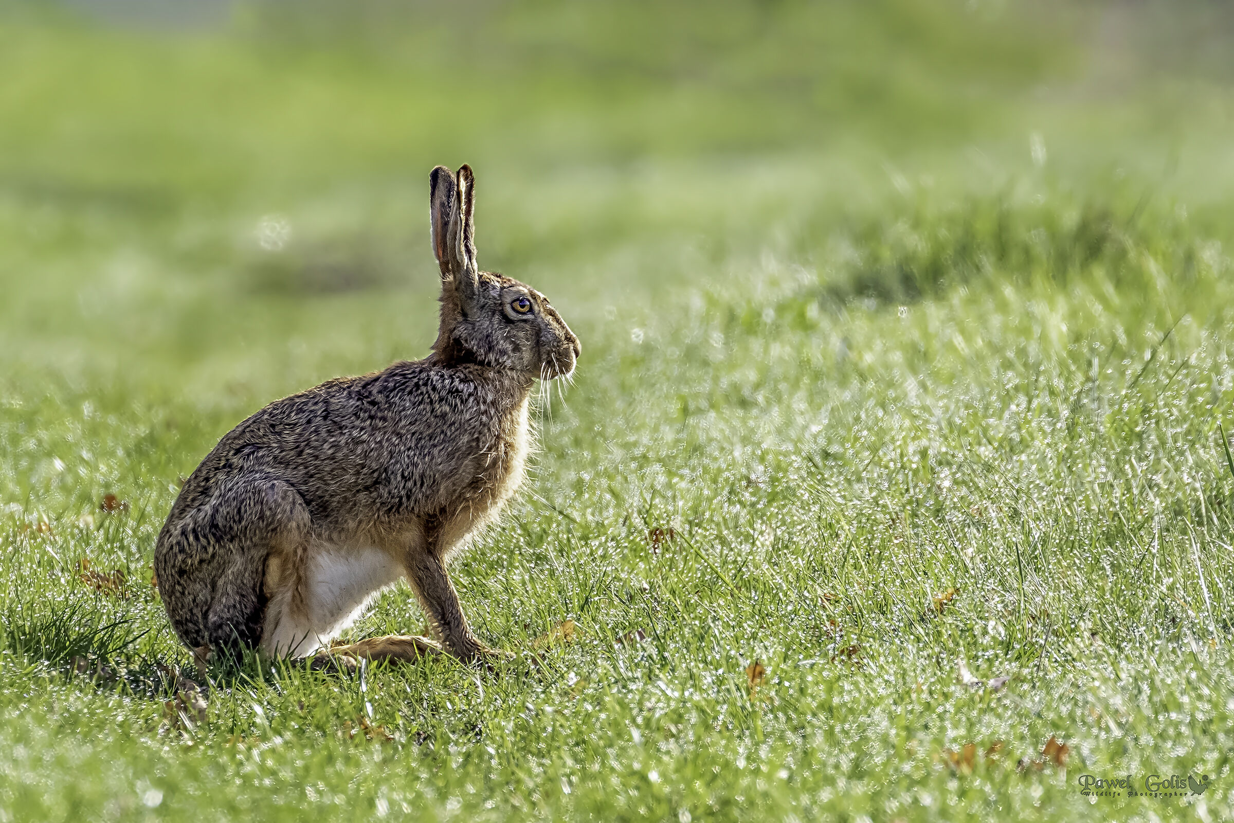 European hare (Lepus europaeus)...