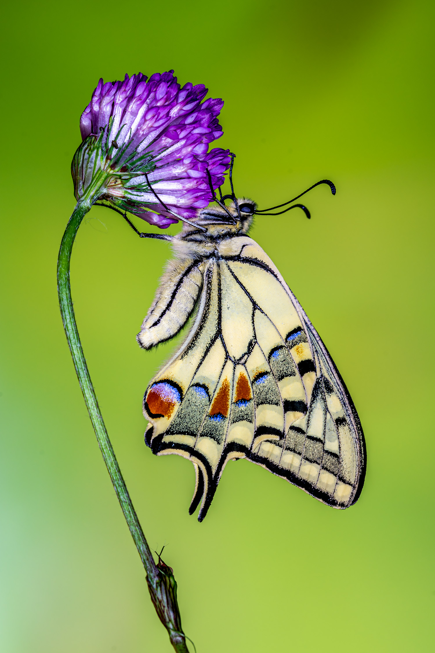 Swallowtail...