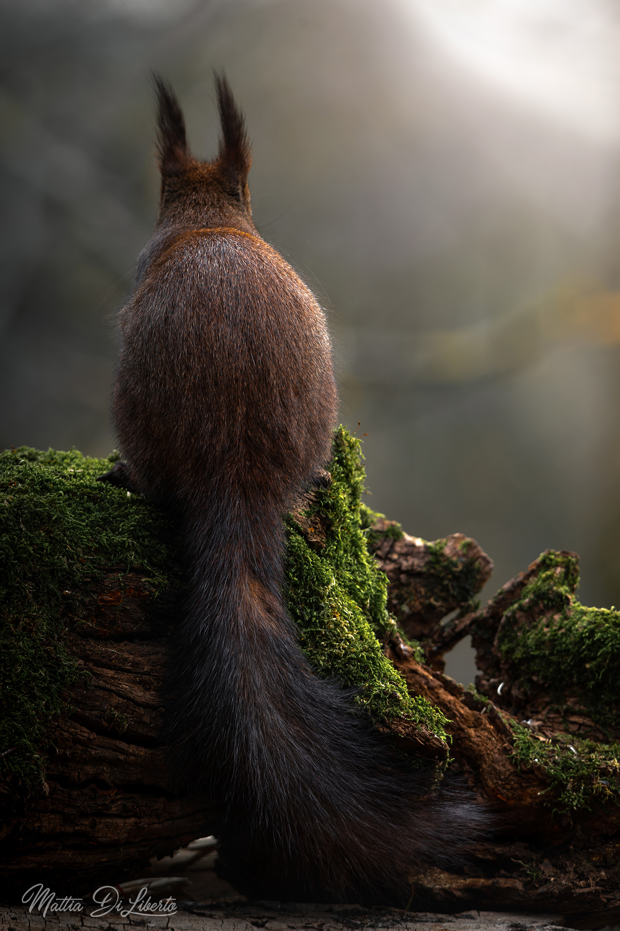 Squirrel at dawn...