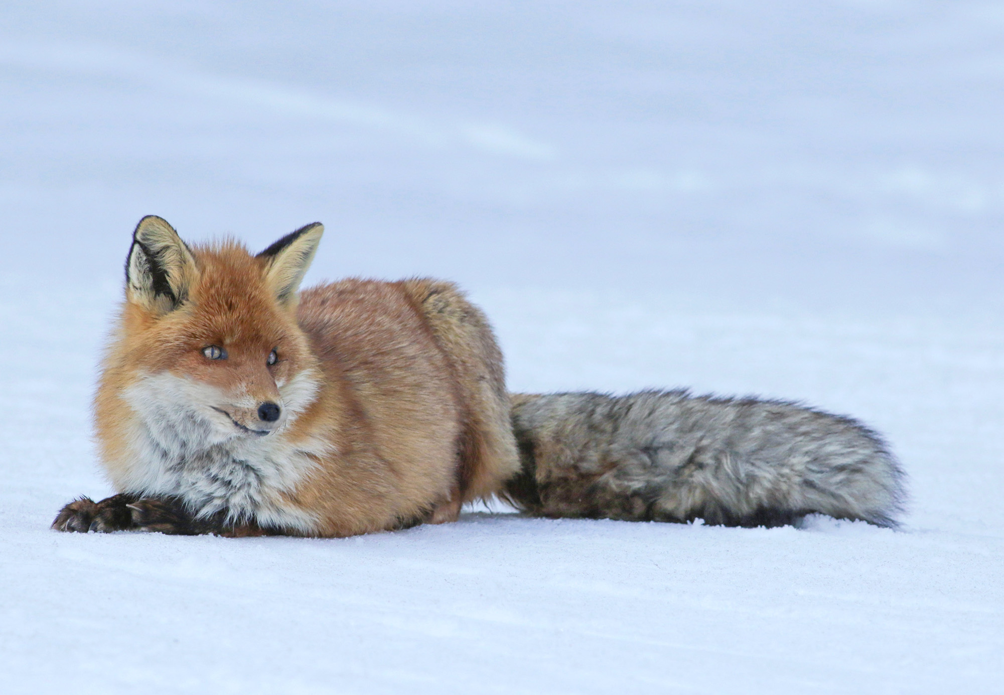 fox in the snow...