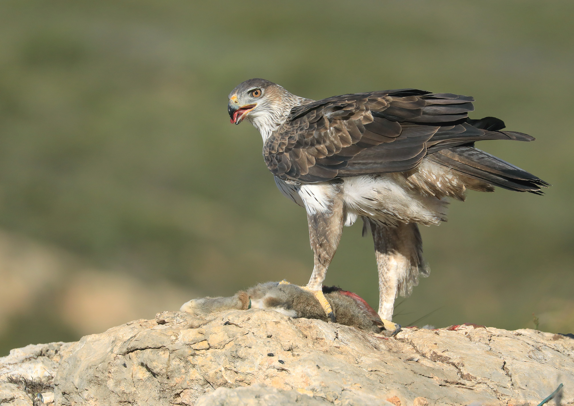 the meal of the raptor, eagle of the bonelli...