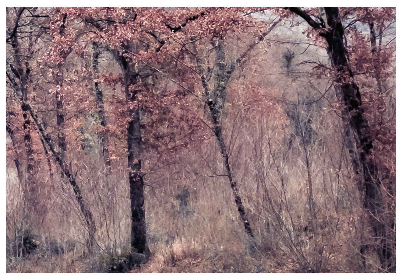 Forest Colors1...