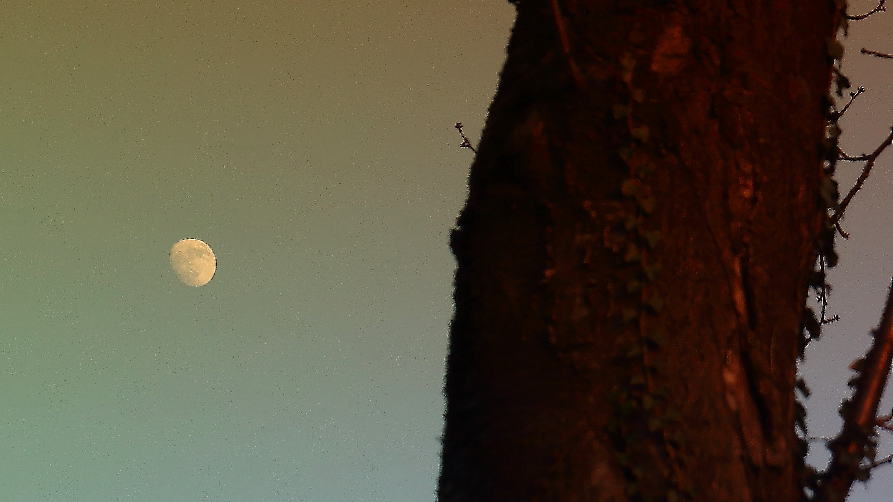moon VS tree...