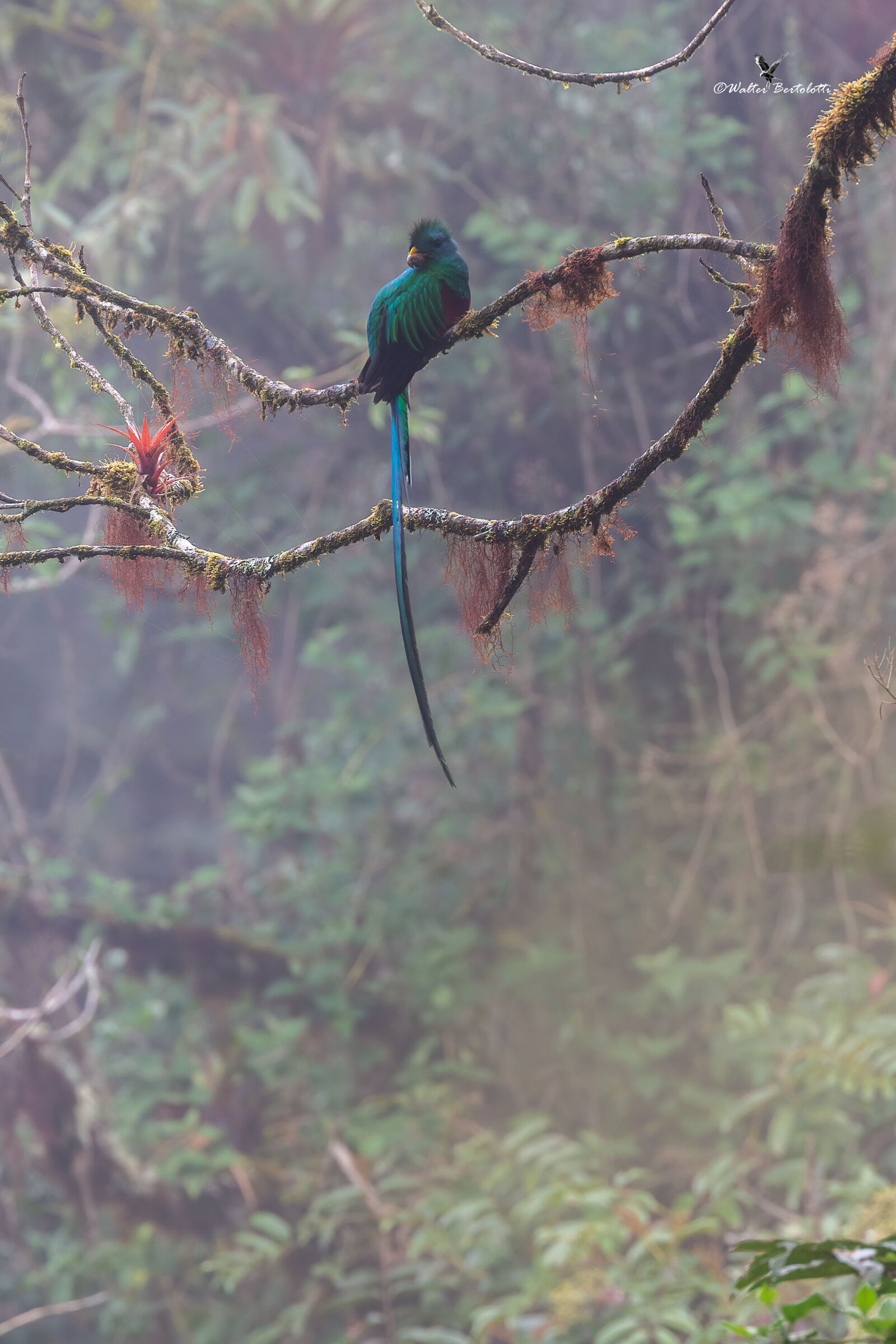 quetzal nella nebbbia...