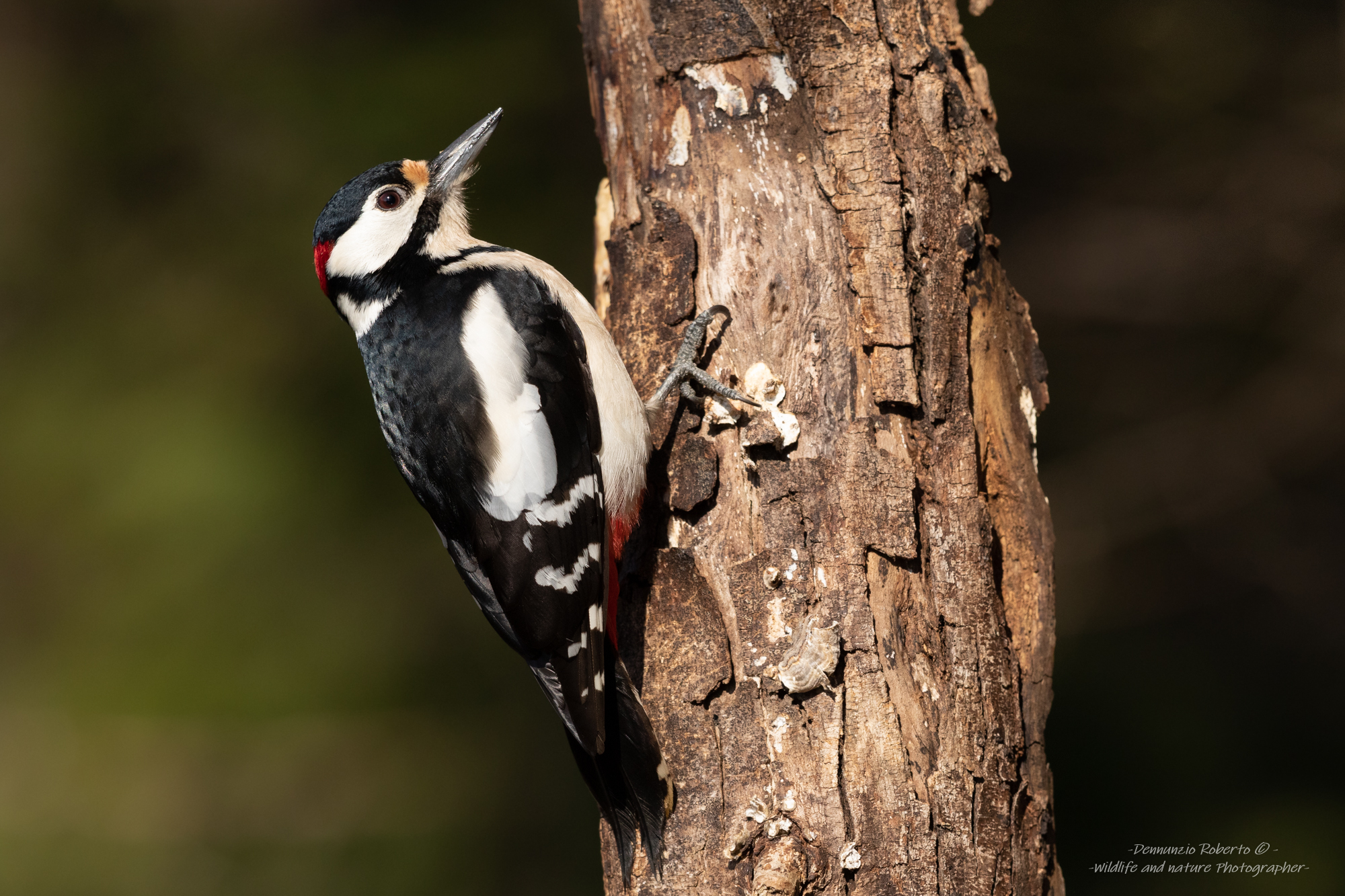Great spotted woodpecker...