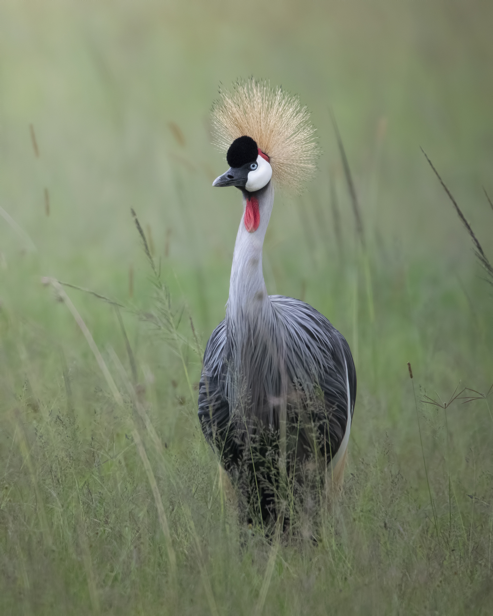 Grey crowned crane...