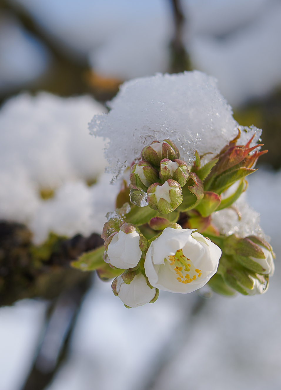 Snow on the cherry in bloom...