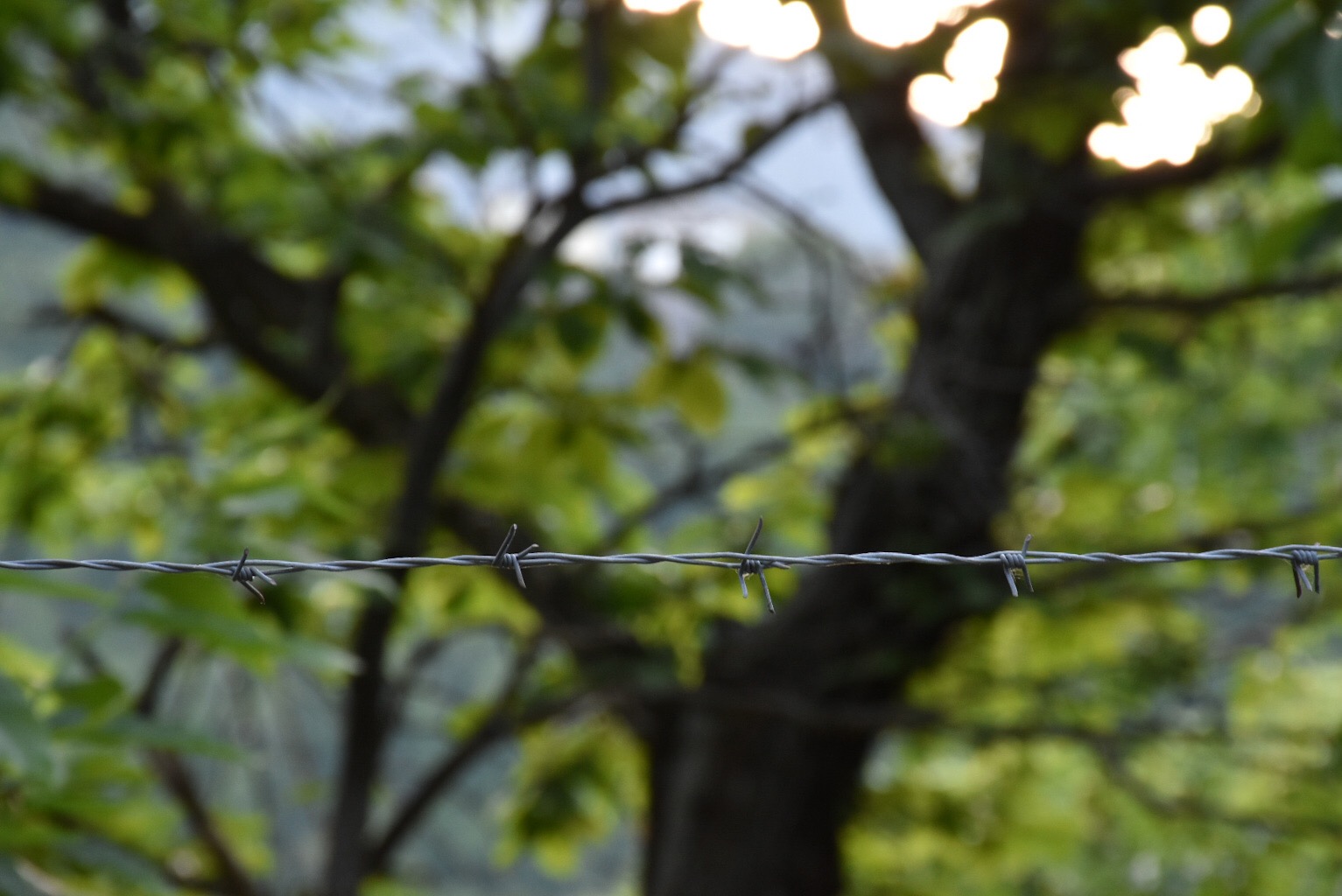 Barbed wire ...