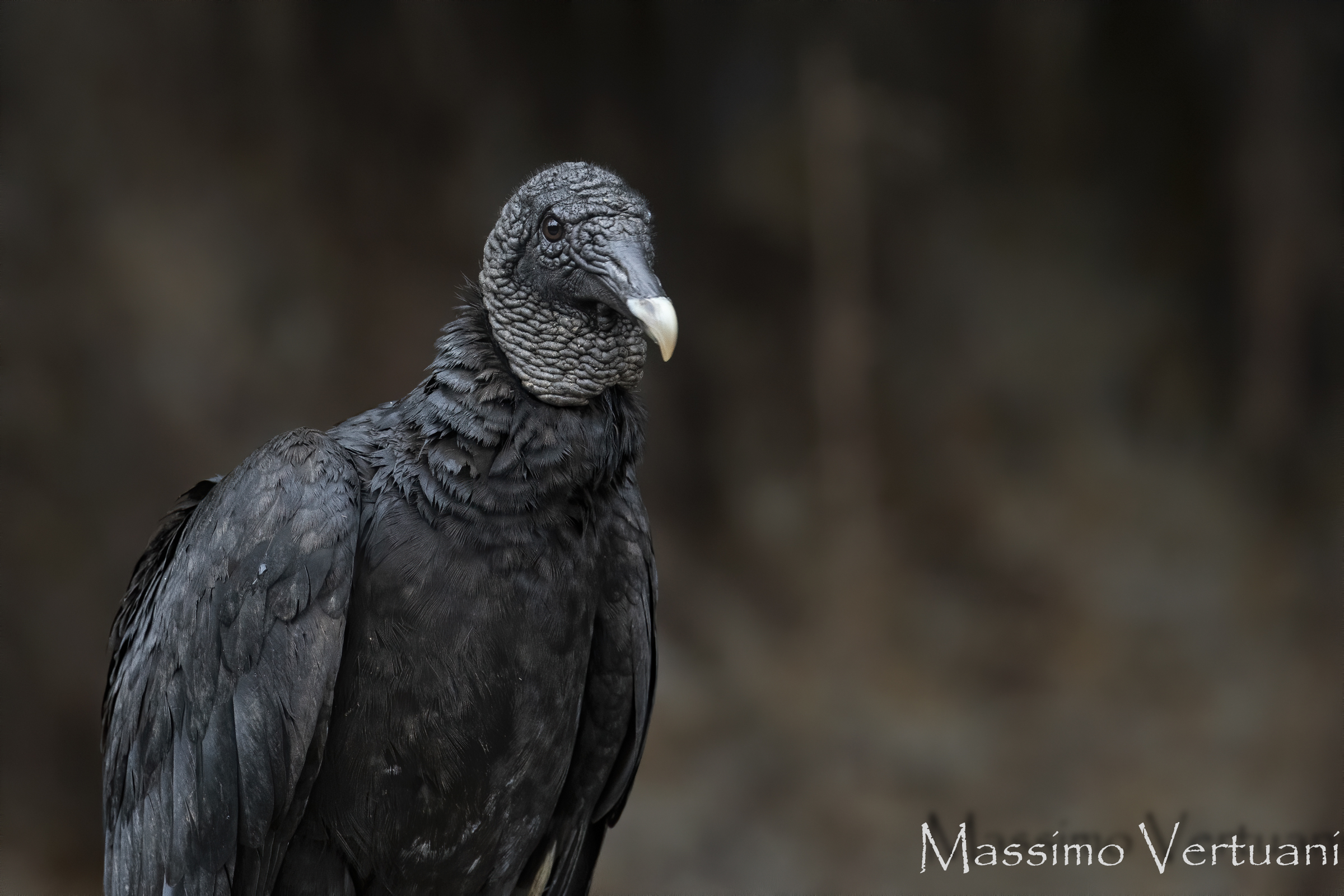 Black Vulture (Costarica)...