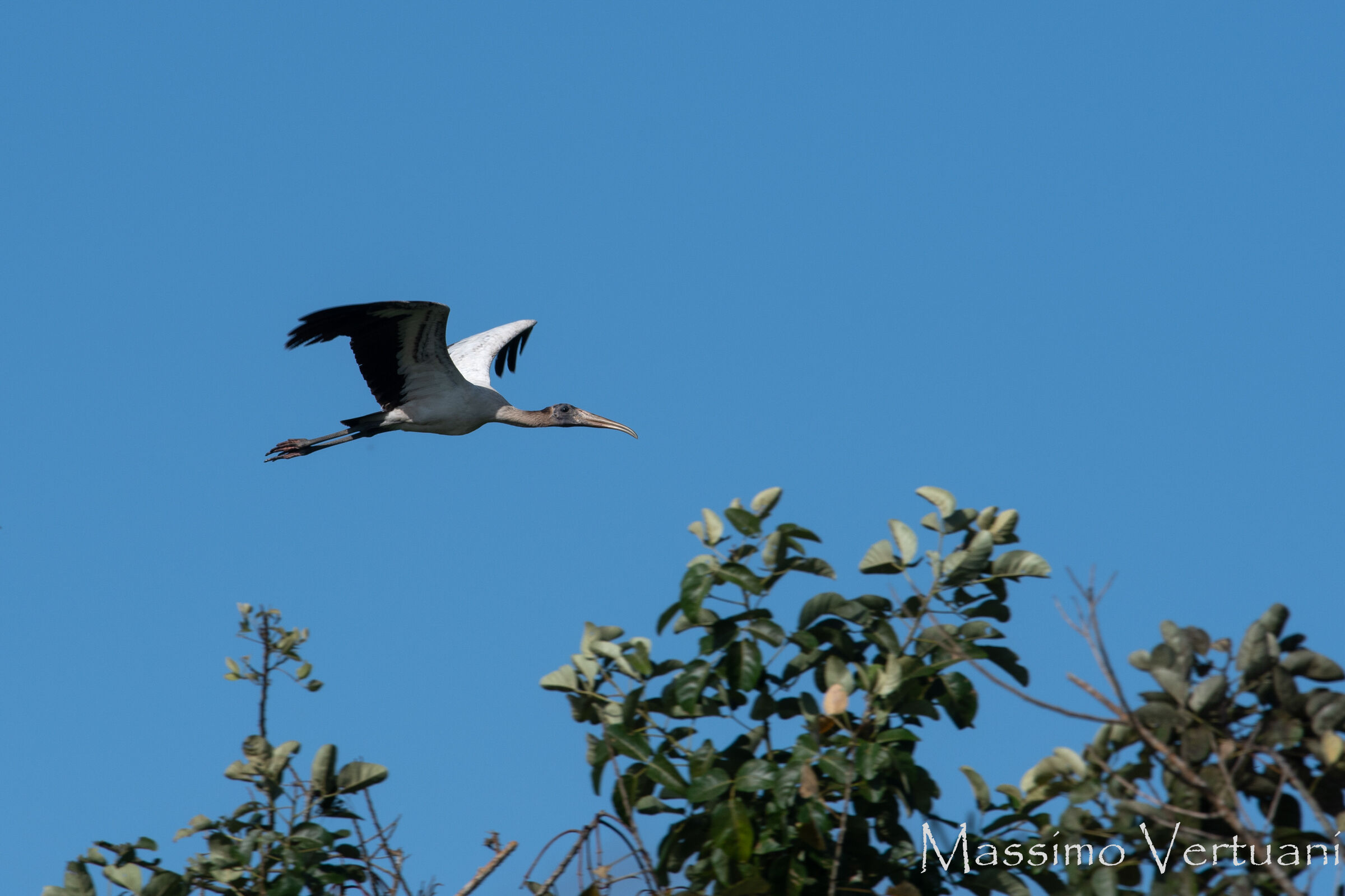 Wood Stork (Costarica)...