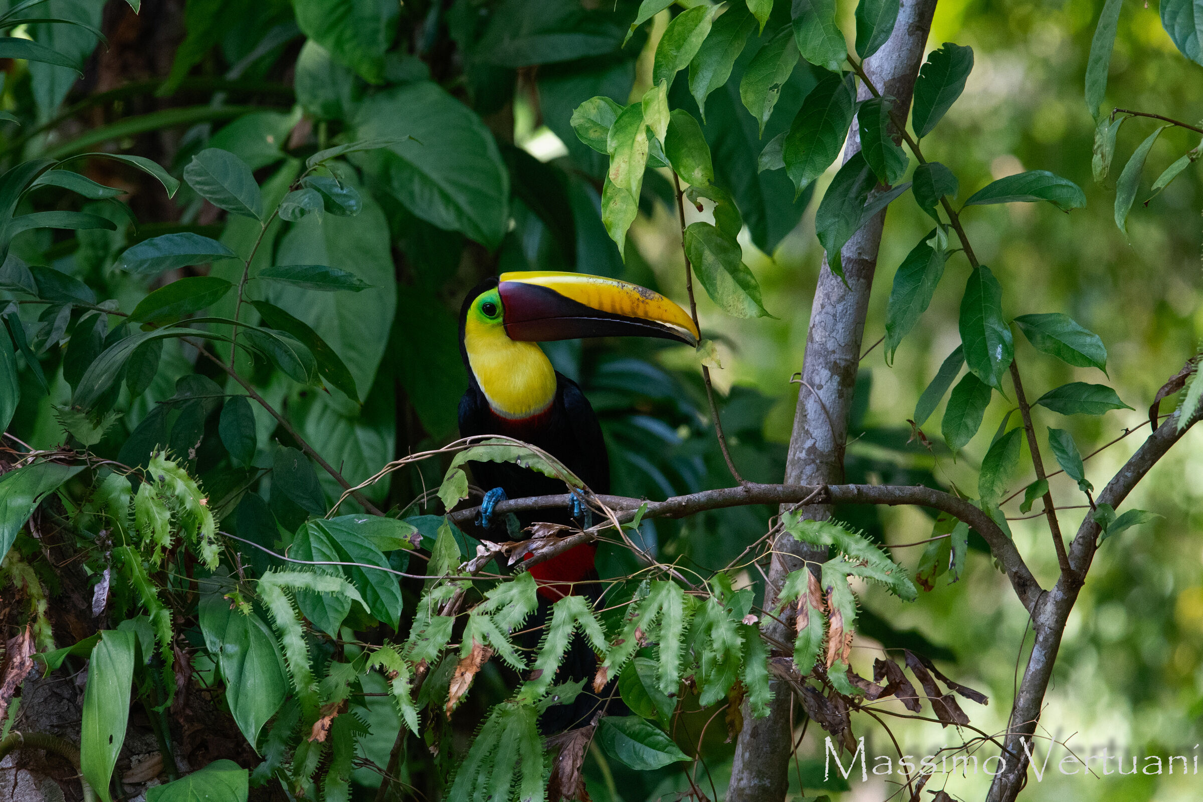 Black Mandibled Toucan (Costarica)...