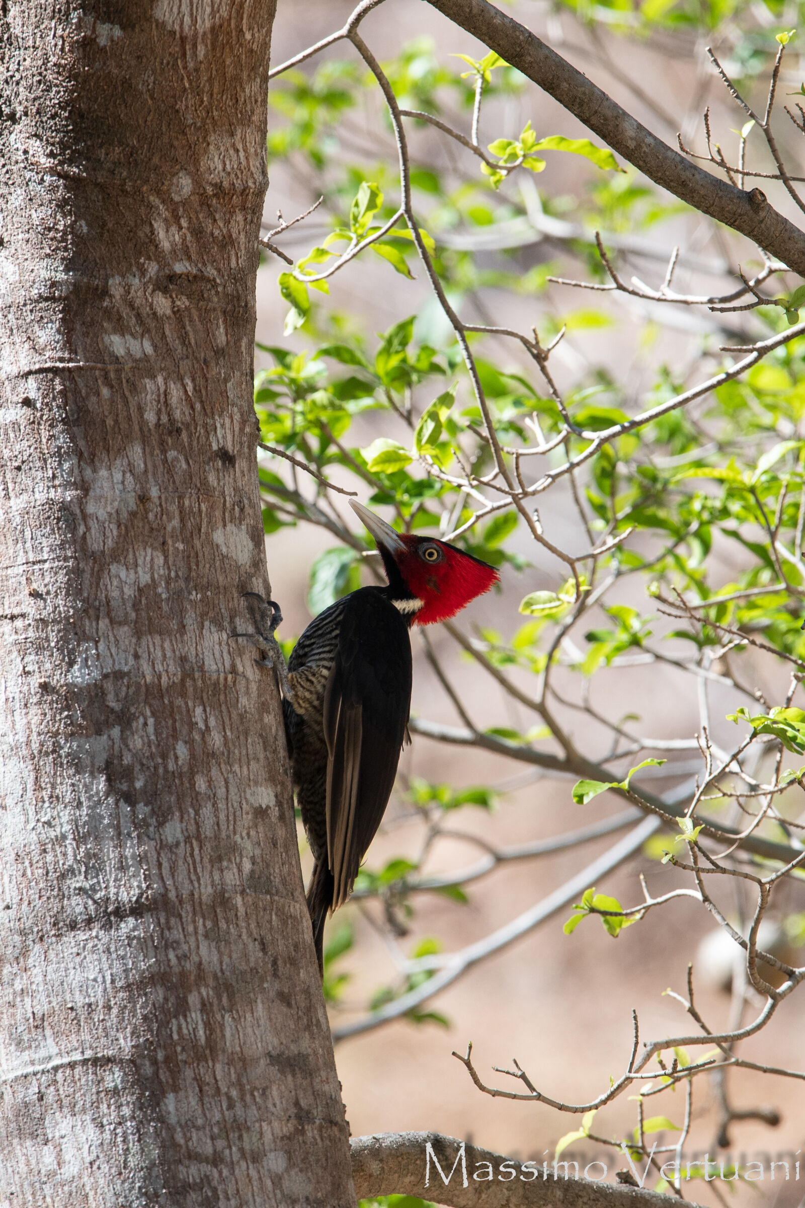 Pale Billed Woodpecker (Costarica )...