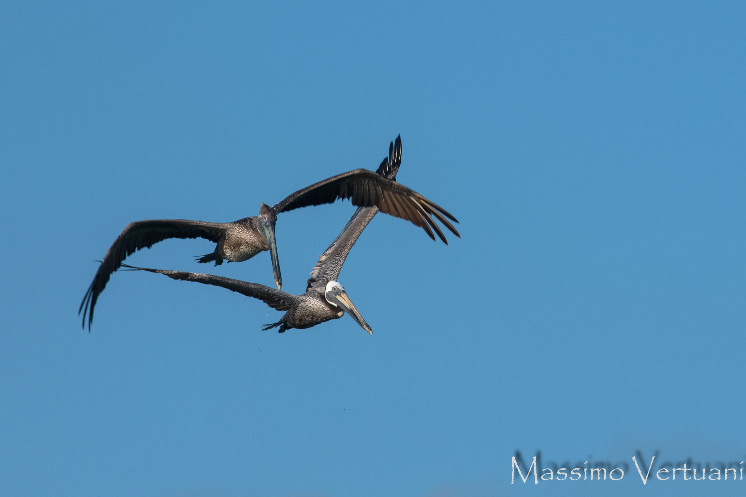 Pelicans (Costa Rica)...