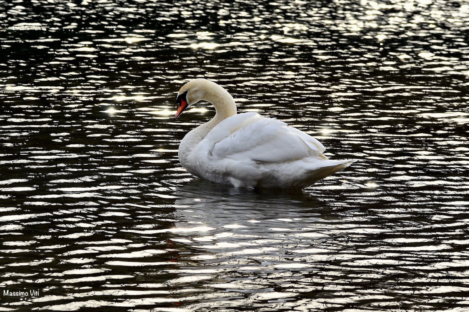 Royal swan ...