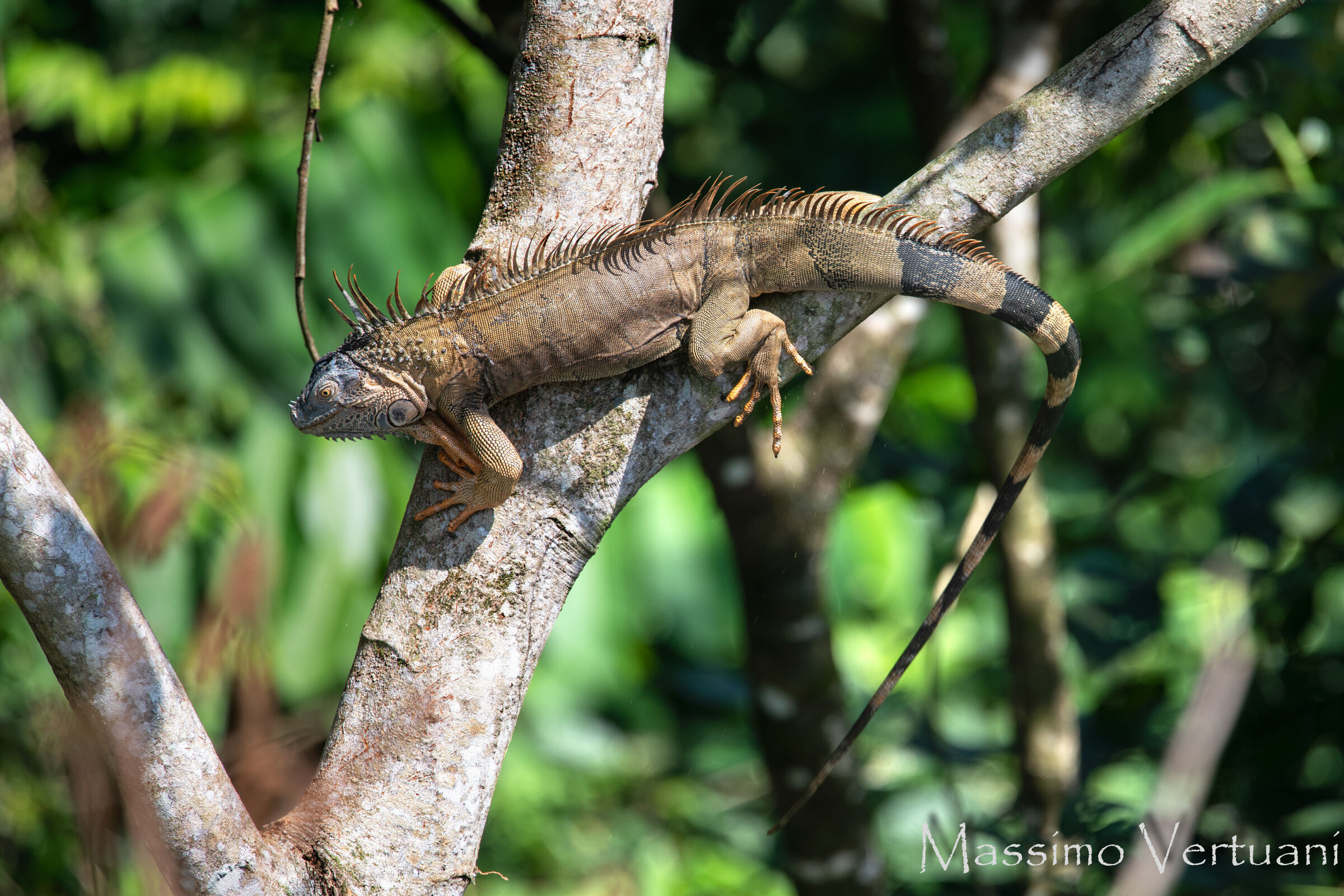 Iguana (Costarica)...