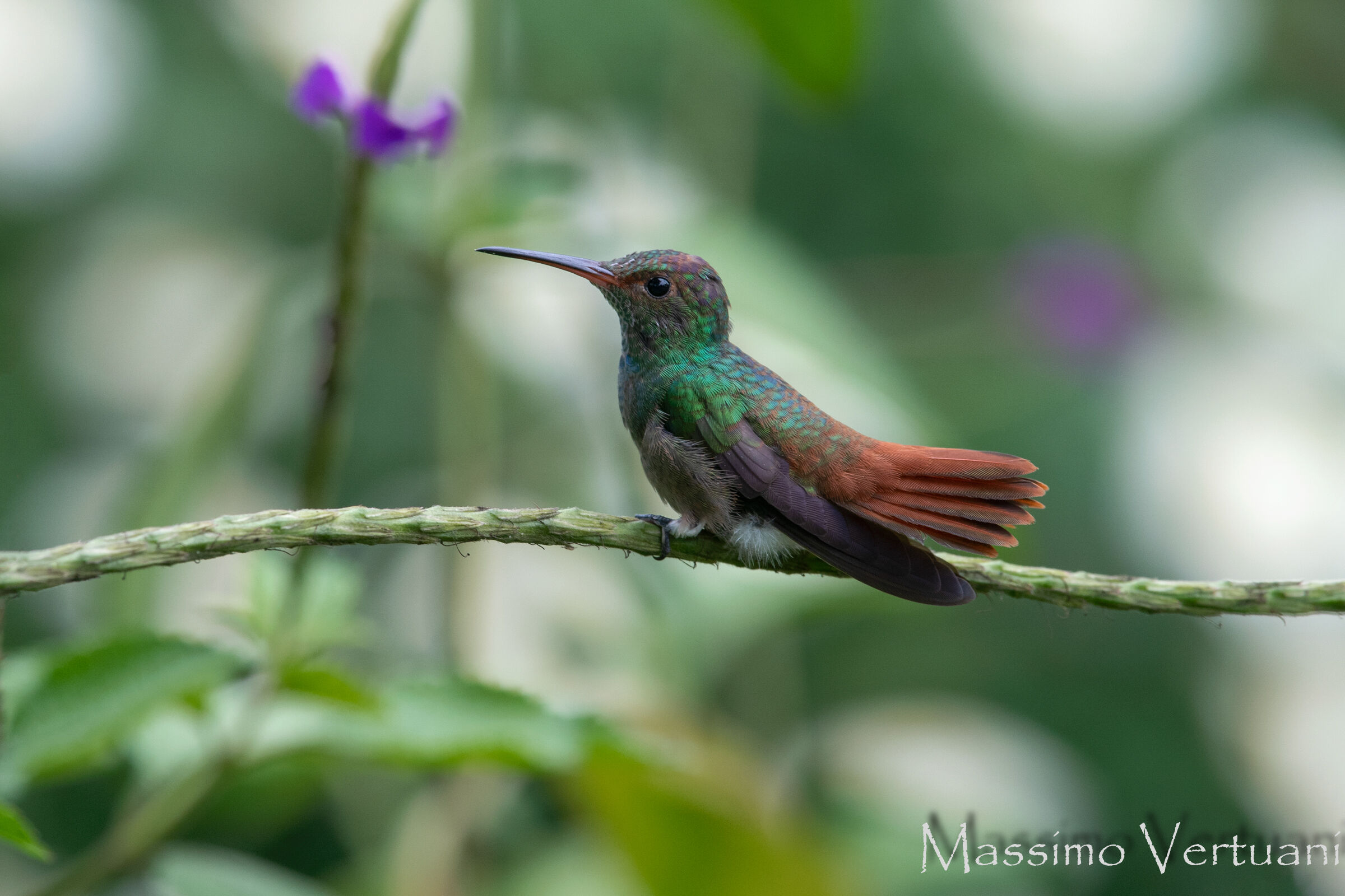 Colibri (Costarica)...