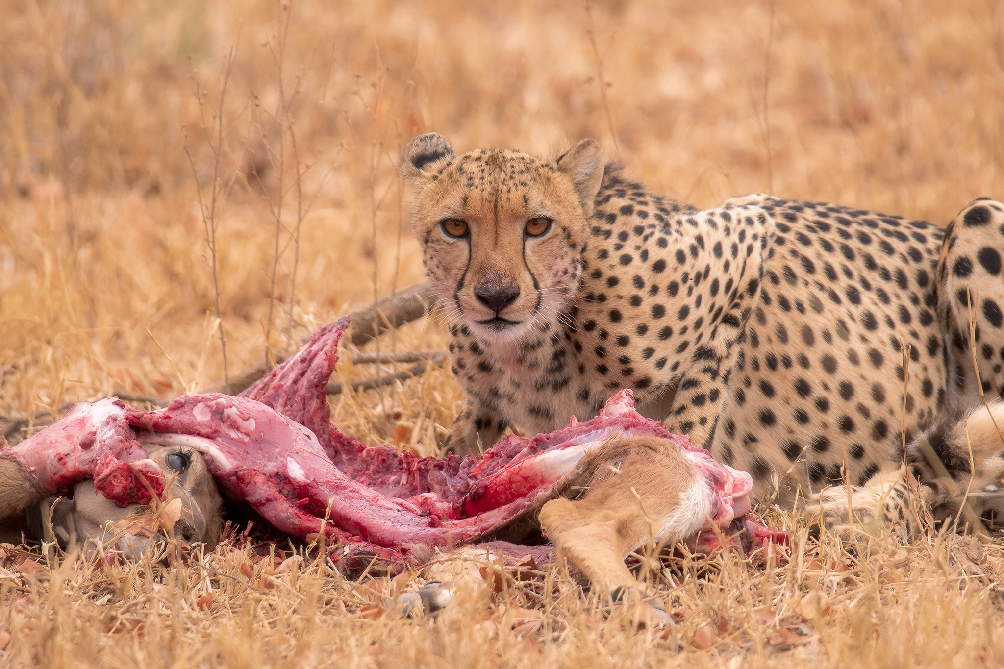 Cheetah and its prey...