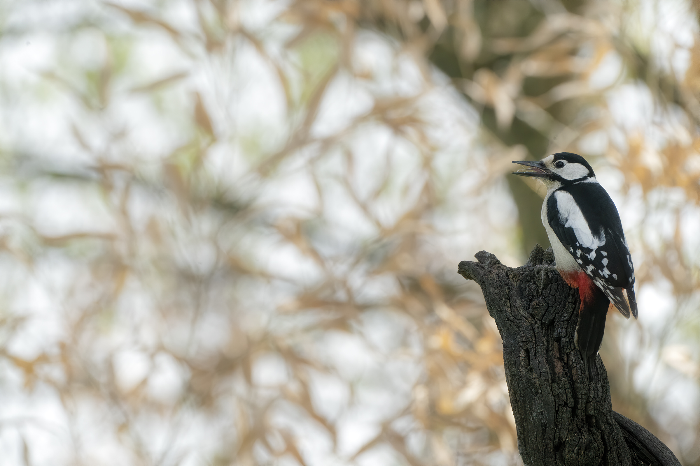 major red woodpecker ...