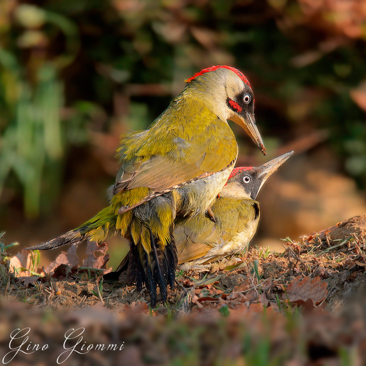 Green woodpecker in mating ...