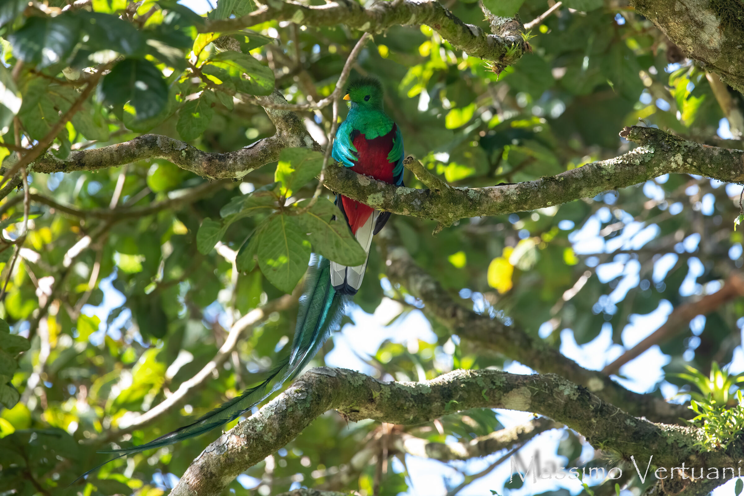 Resplendent Quetzal (Costarica)...