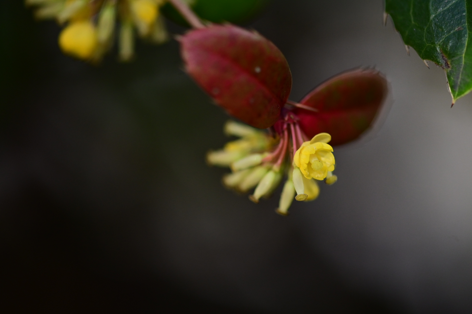 Mahonia japonica...