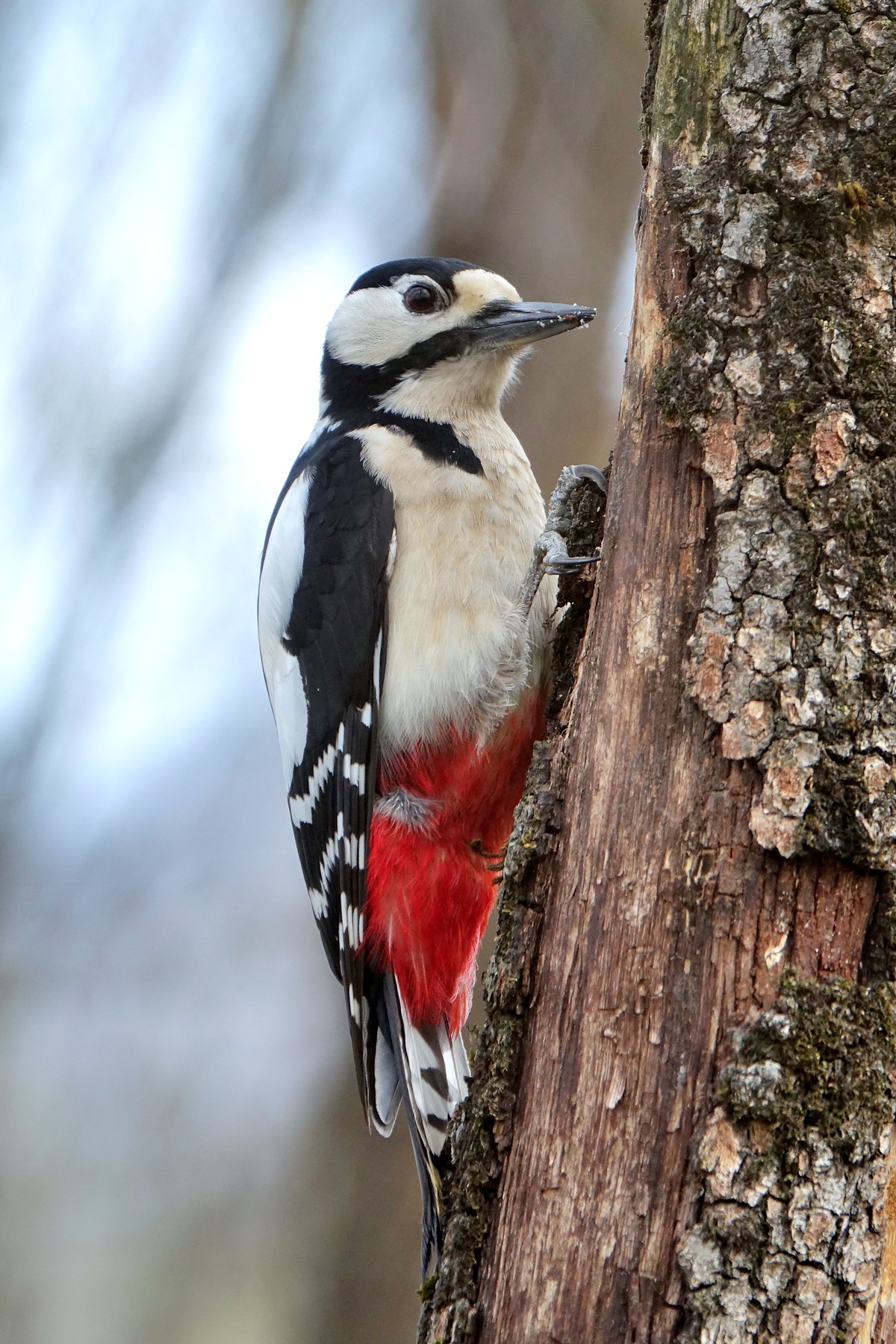 Major Red Woodpecker...