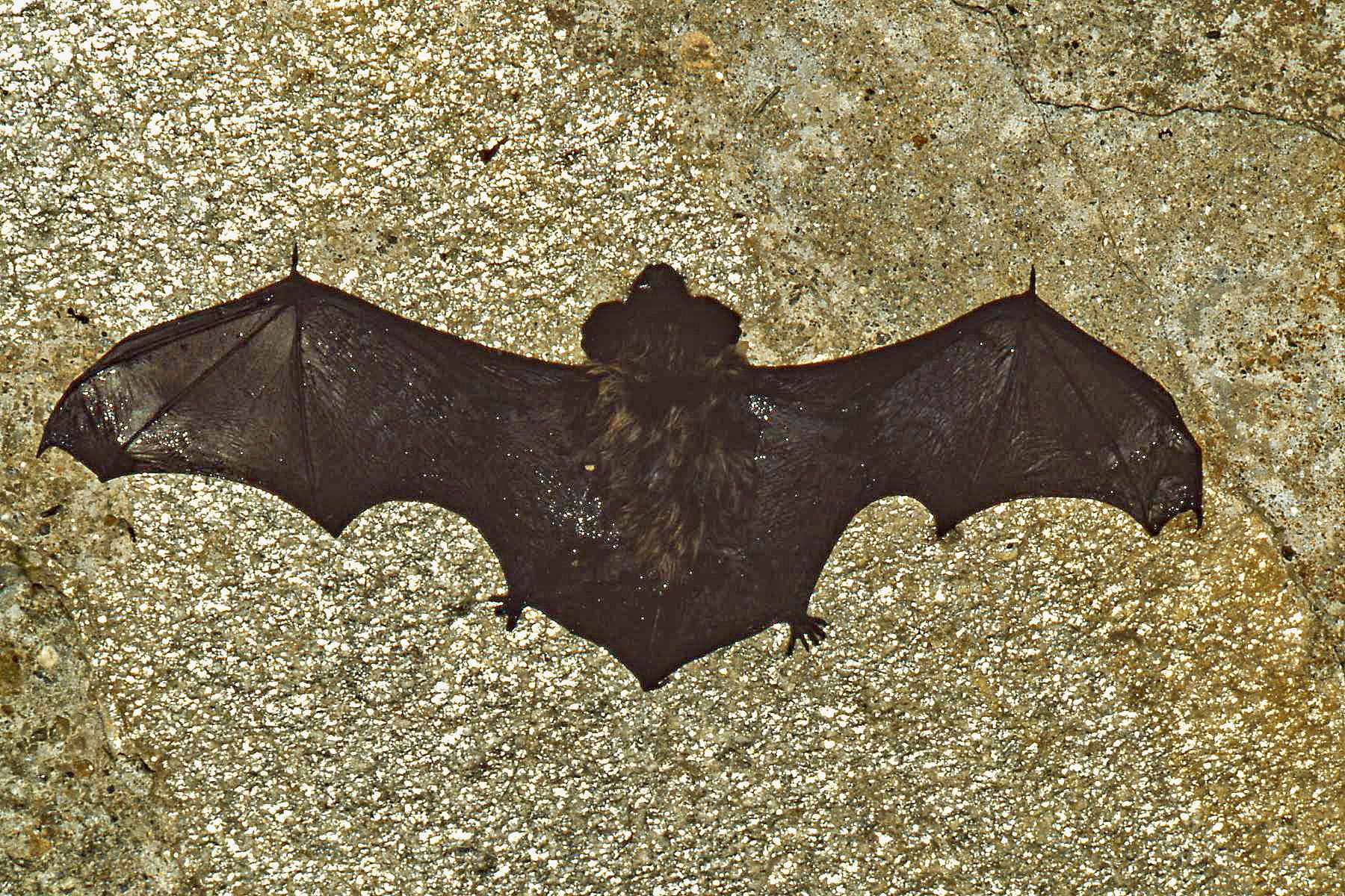 Pipistrello aggrappato a parete grotta (Digitalizzata)...