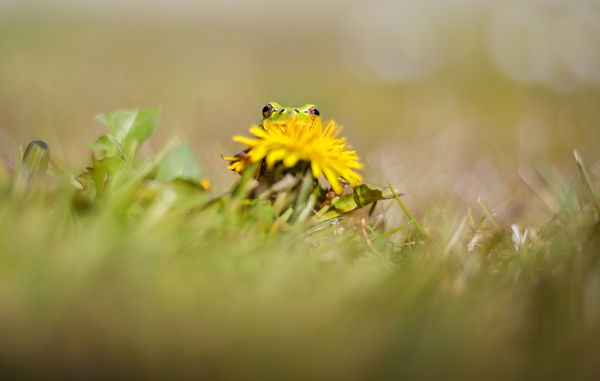 Yellow Flower...