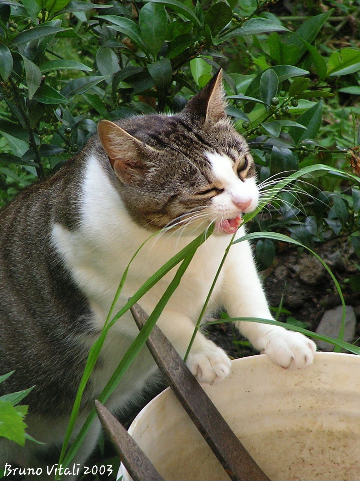 Cat eating grass in Framura...