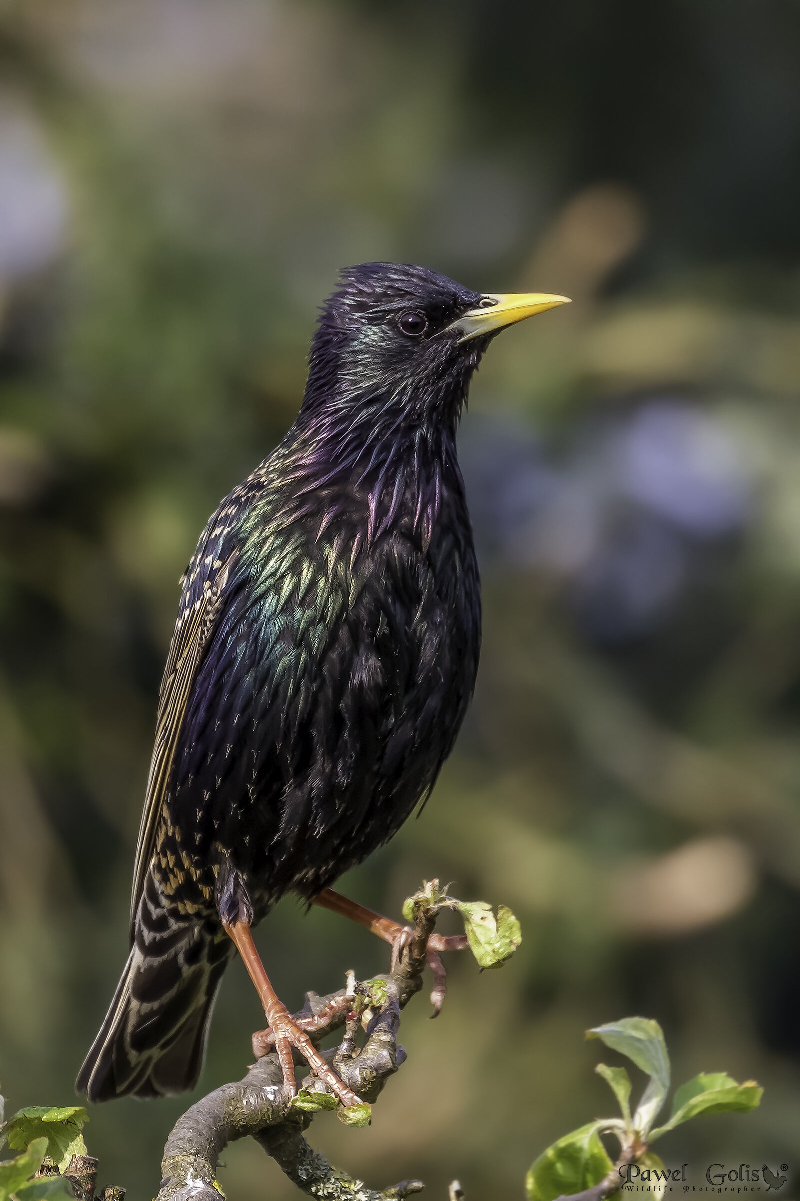 Common starling (Sturnus vulgaris)...