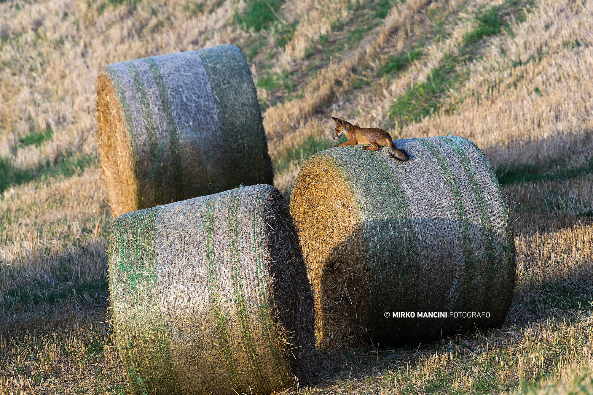 Fox resting on straw bale...