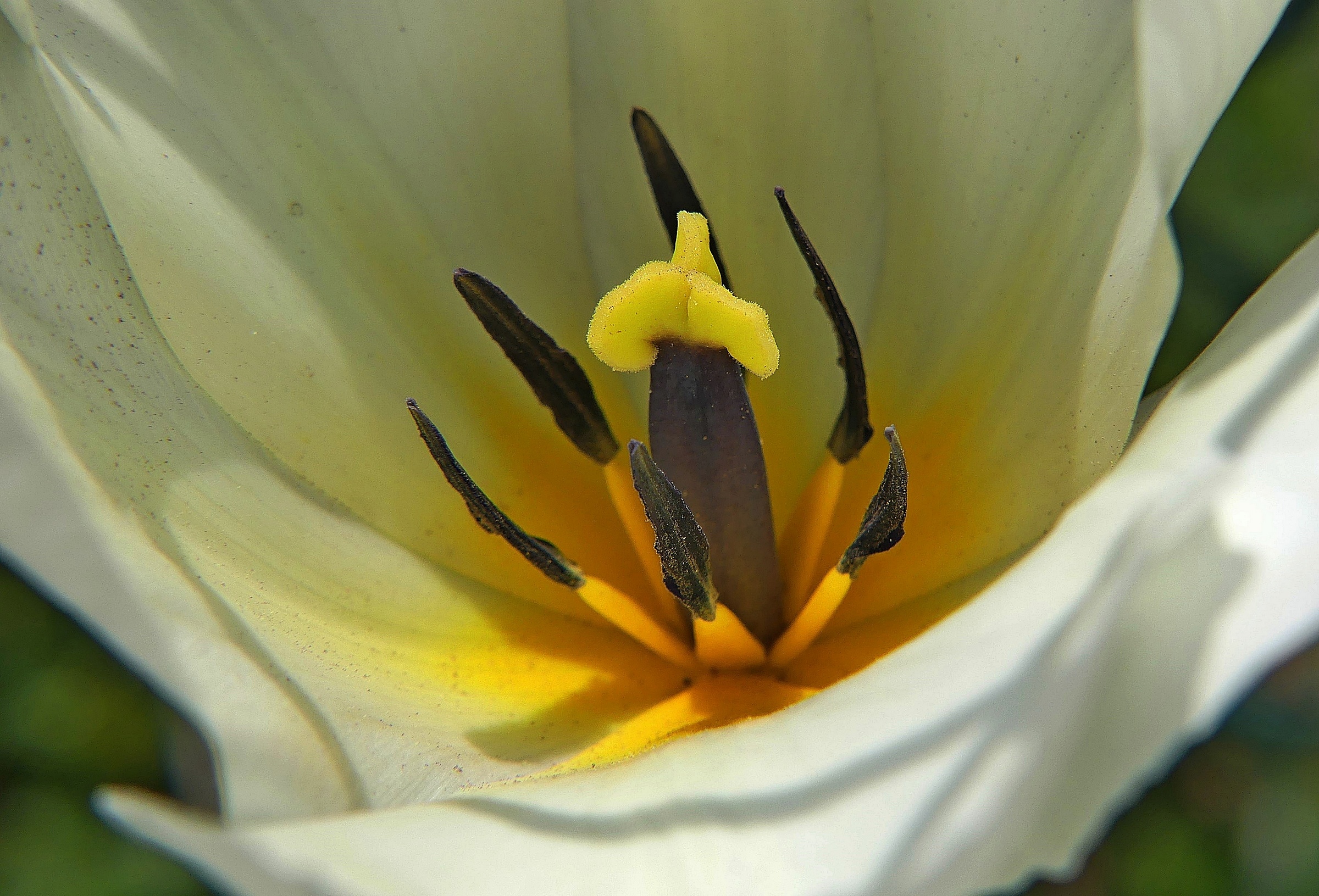 The heart of the tulip...