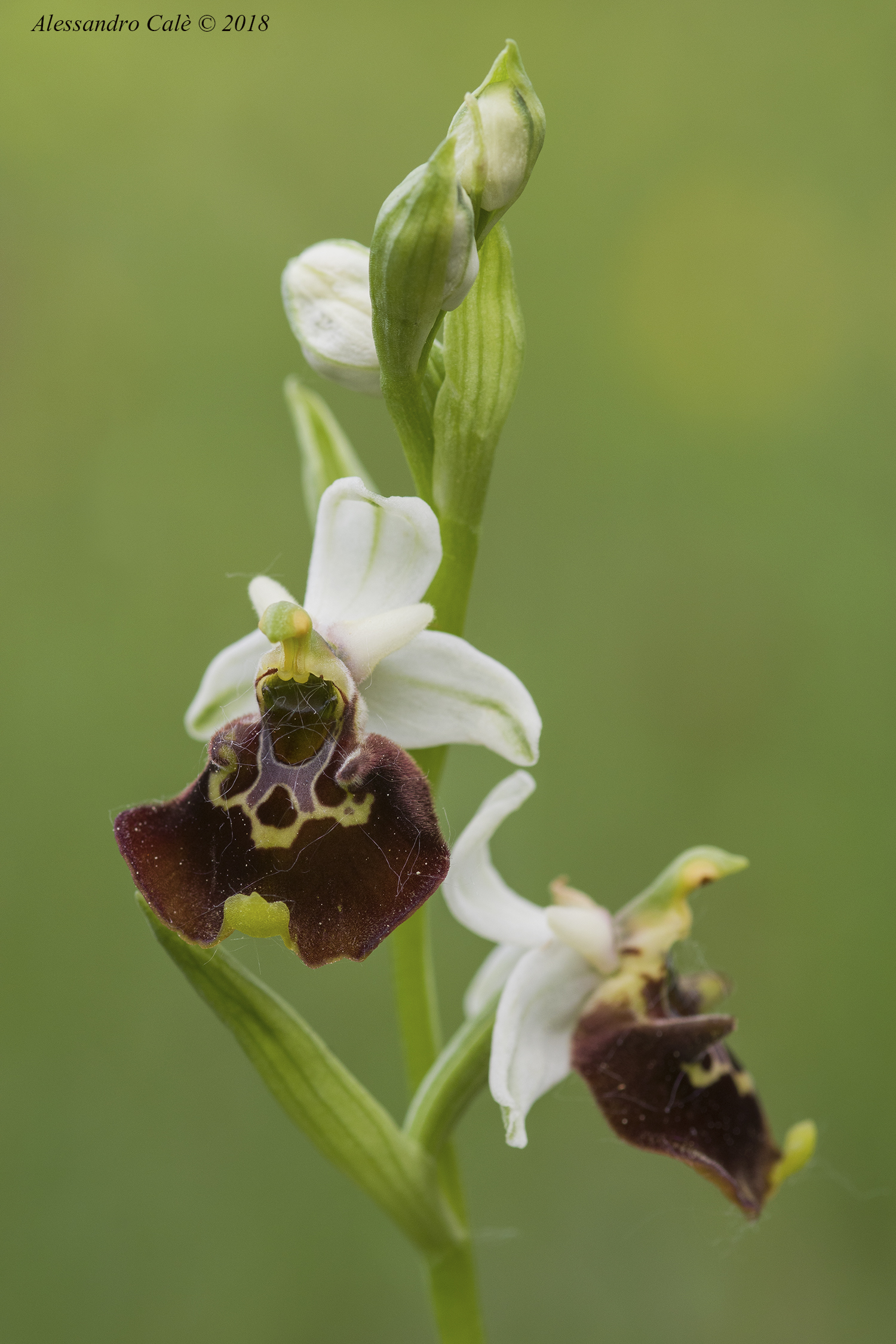 Ophrys holosericea 7485...