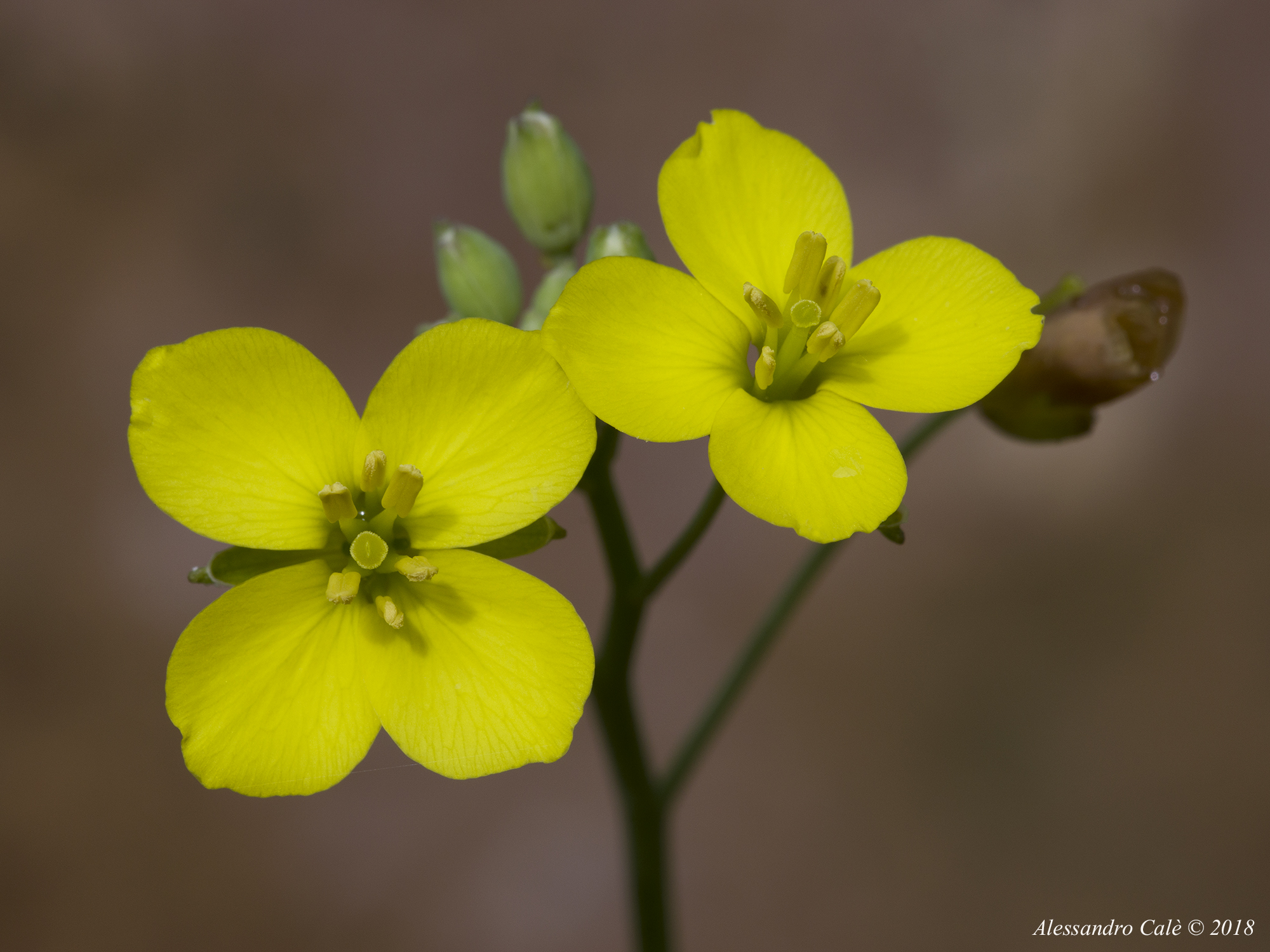 Sinapis arvensis (Wild mustard) 0756...