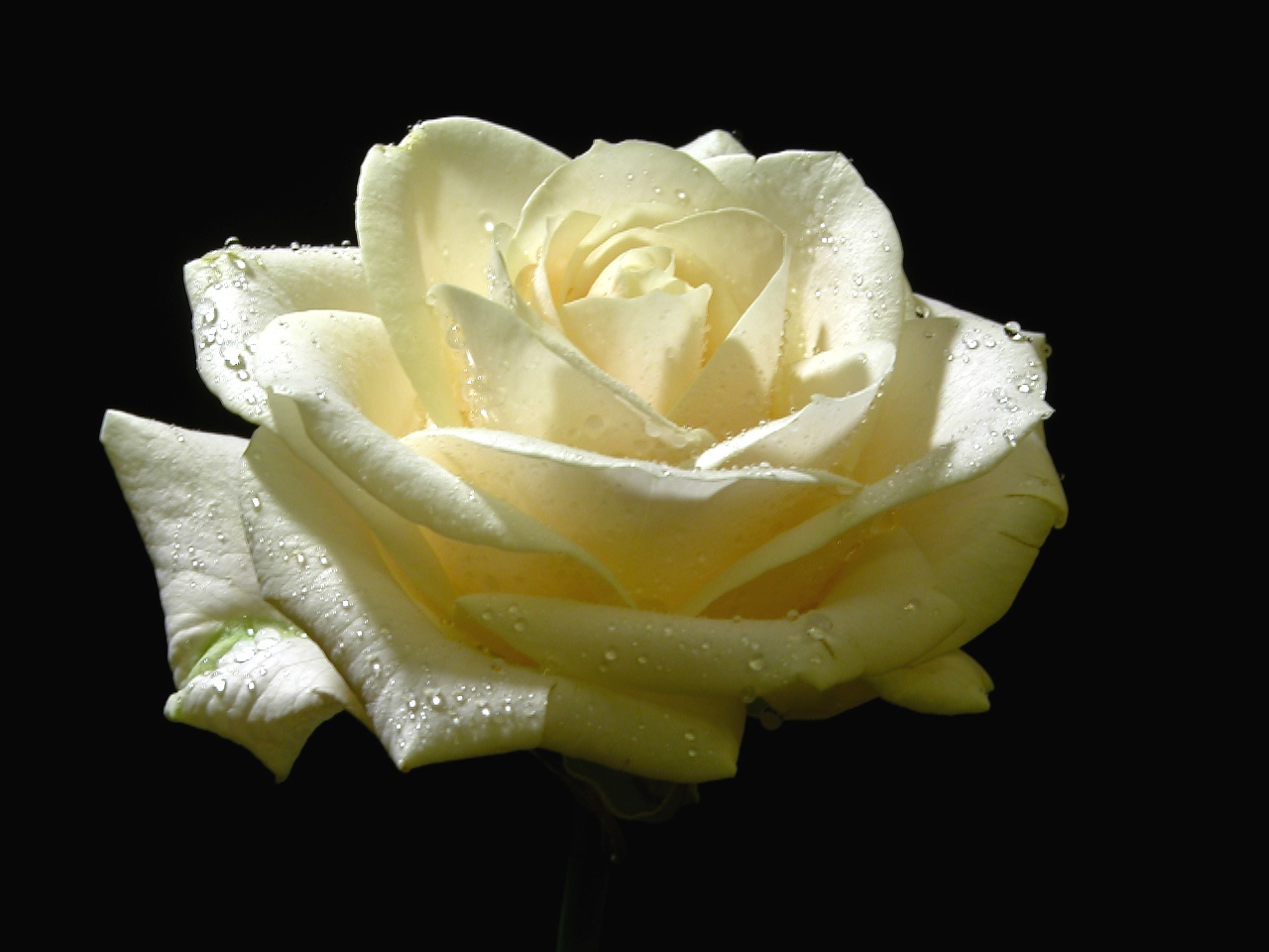 Candid rose...