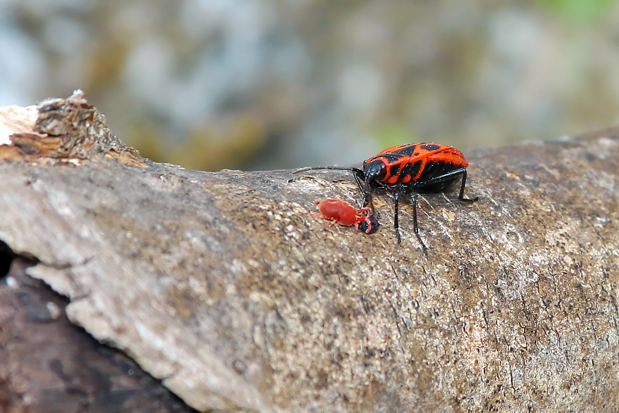 Black red bed bug -Pyrrhocoris apterus ...