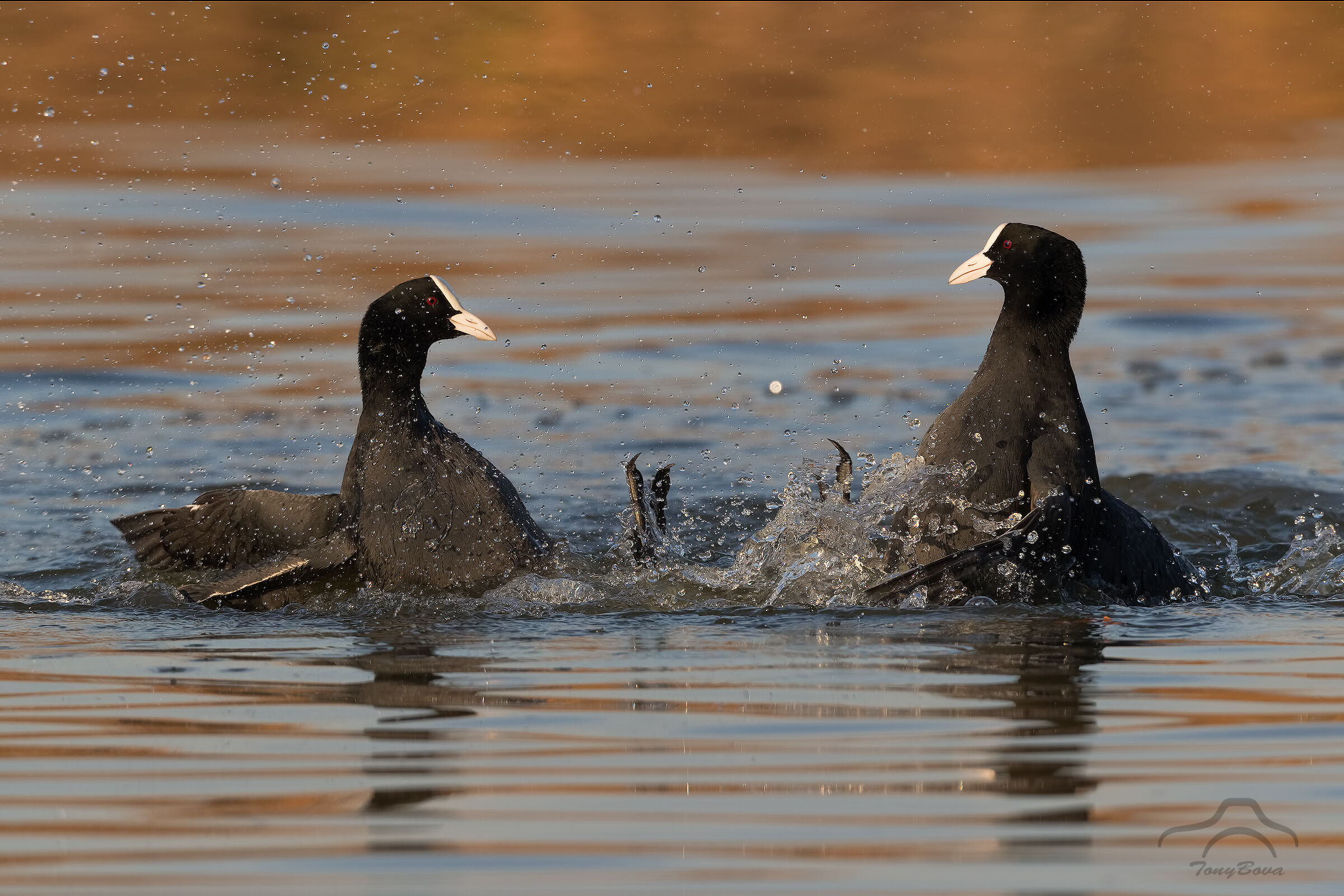 Coots in action ......