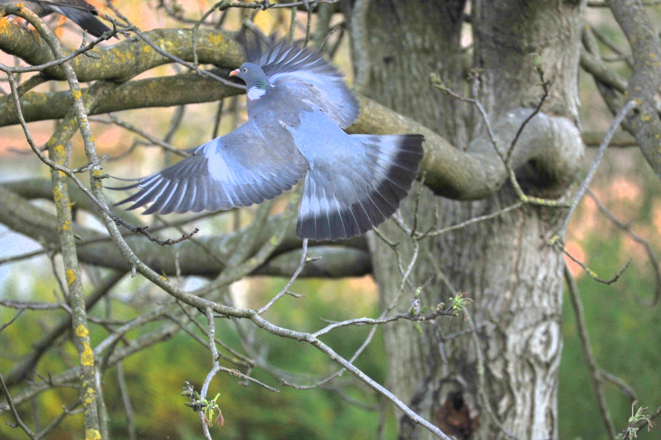 in "landing" to the branch - pigeon...
