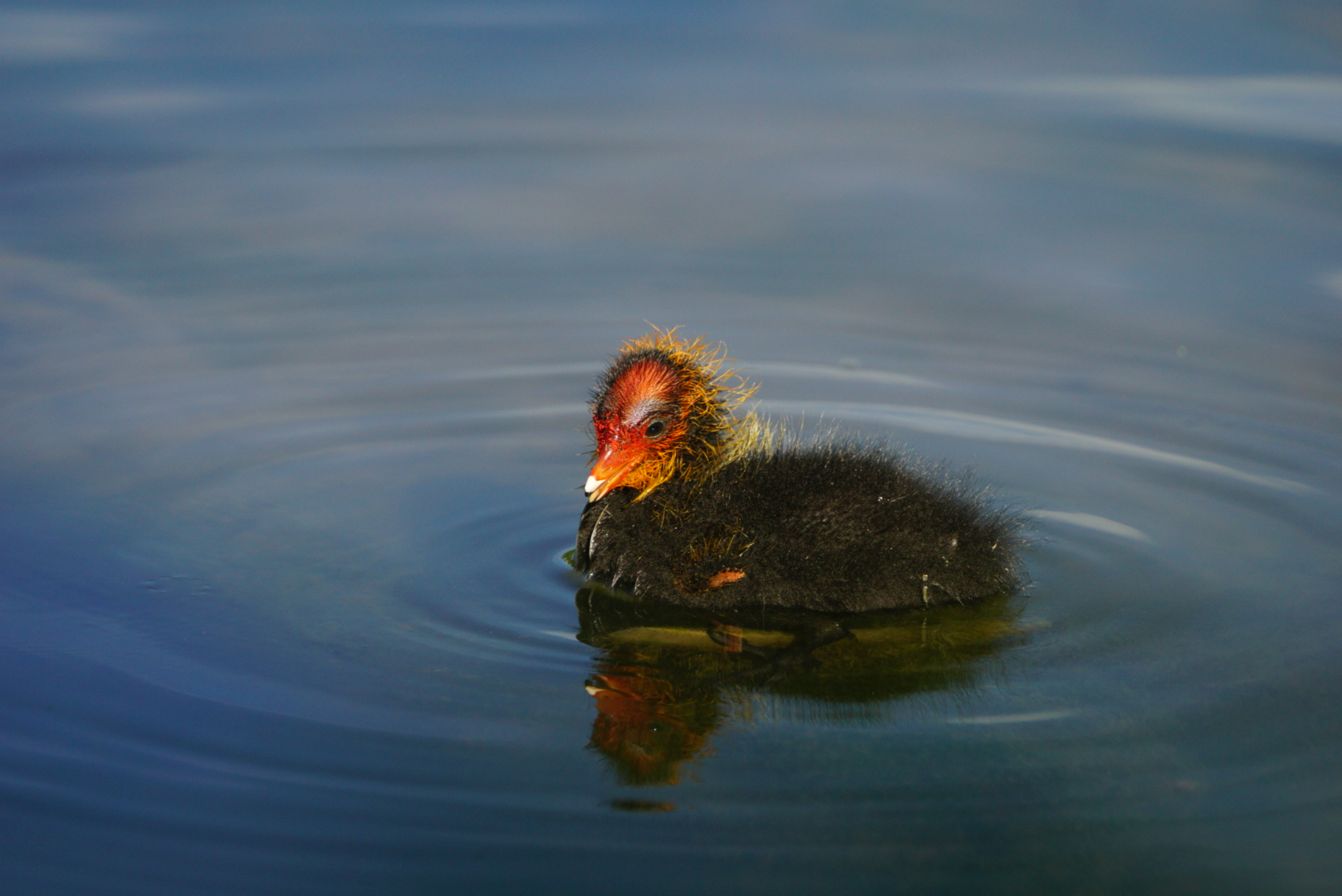 Coot (chick) at sunset...