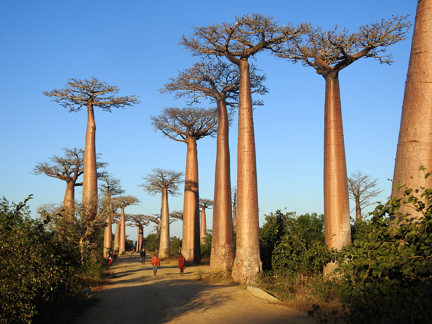 14-07-2019 Avenue of the Baobabs, Morondava...