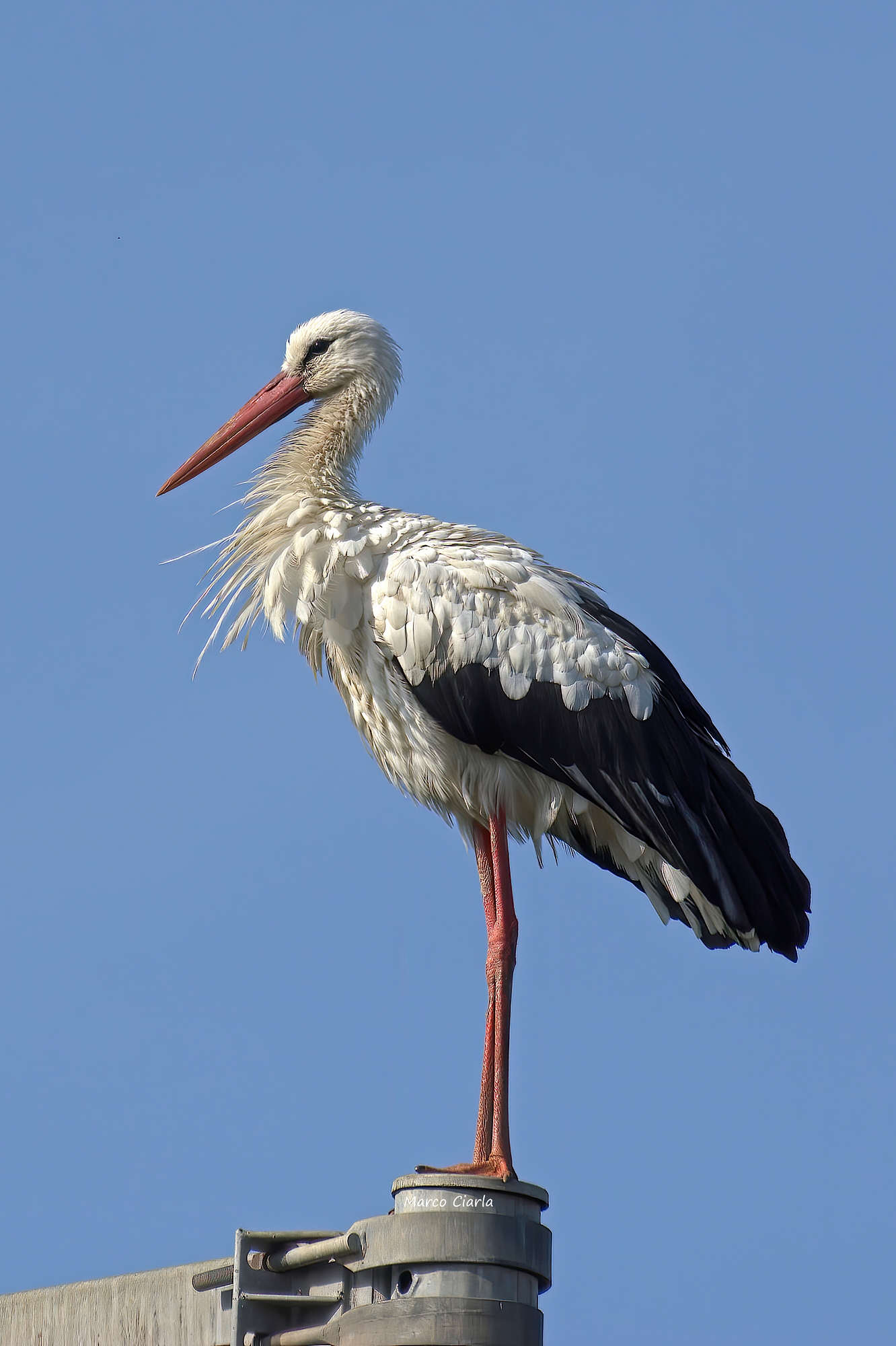 White stork (Ciconia ciconia ) ...
