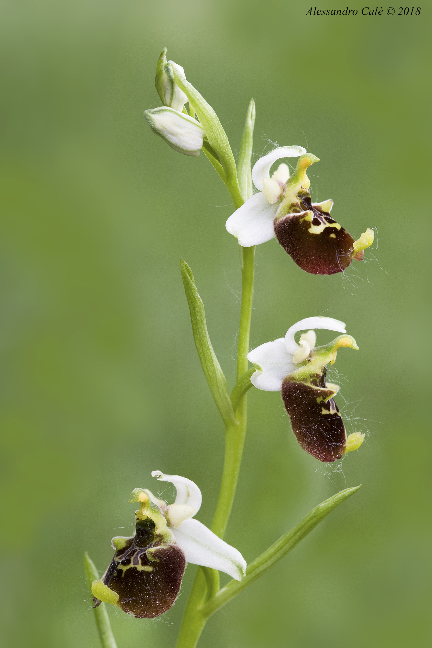 Ophrys holosecea 7676...