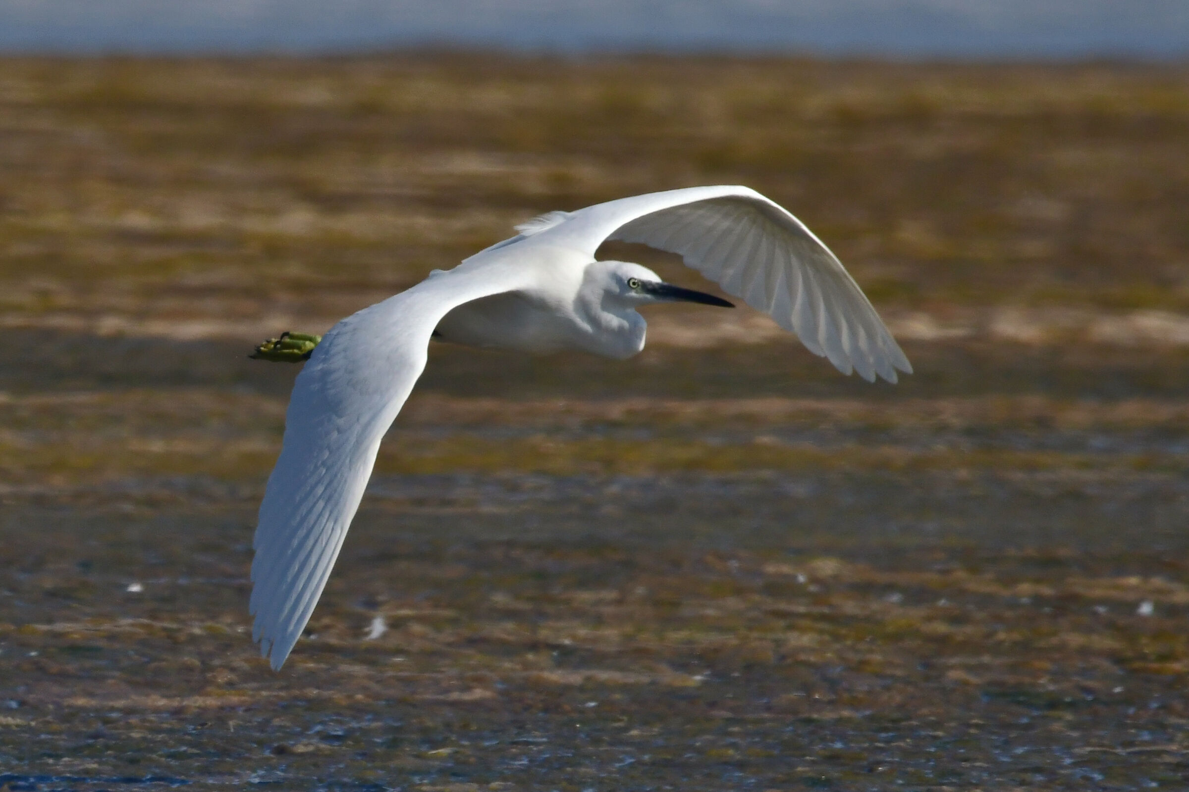 in-flight egrets...