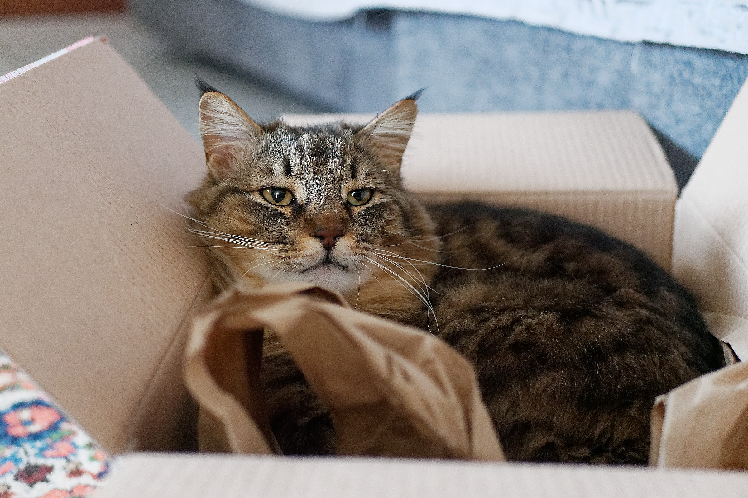Gatto in scatola...