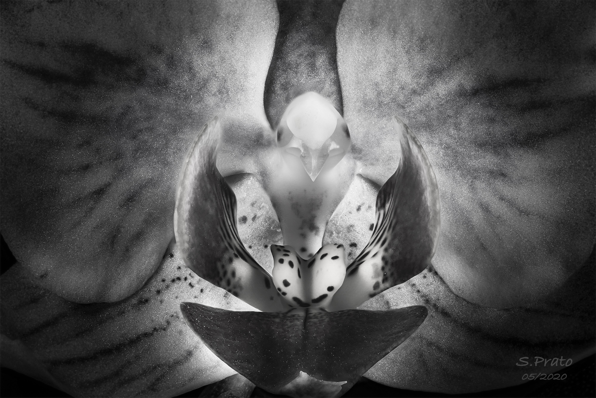 Orchid bw...