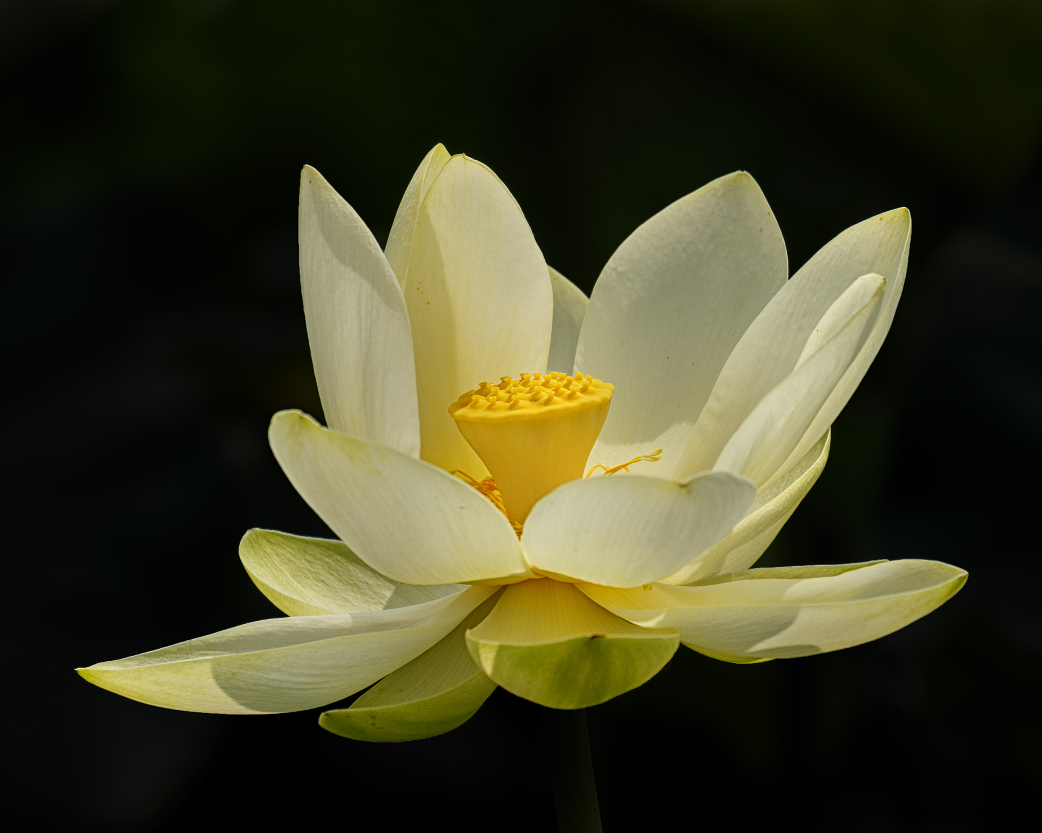 Lotus ...