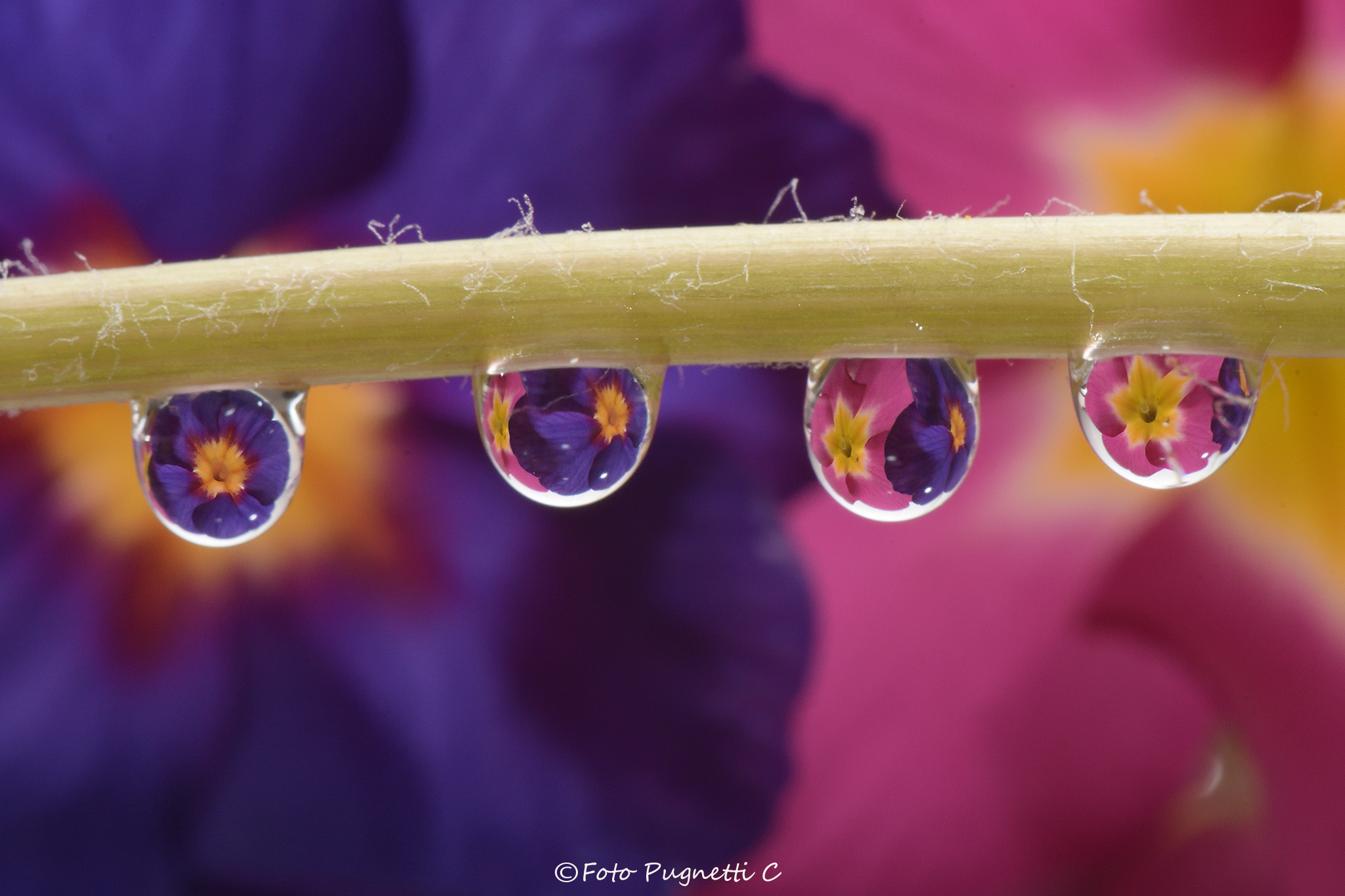 Two Flowers in Four Drops...